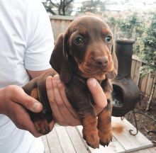 Beautiful Dachshund Puppies ready for adoption