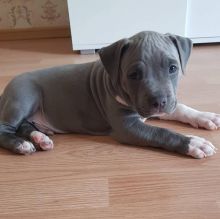 cute and amazing Bluenose Puppies ready for their new home