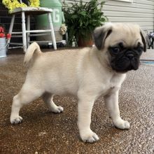 Fawn Pug Puppies Available for Adoption