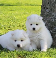 Top quality Samoyed Puppies Available.
