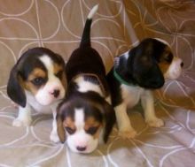 Tri color beagle puppies available now.