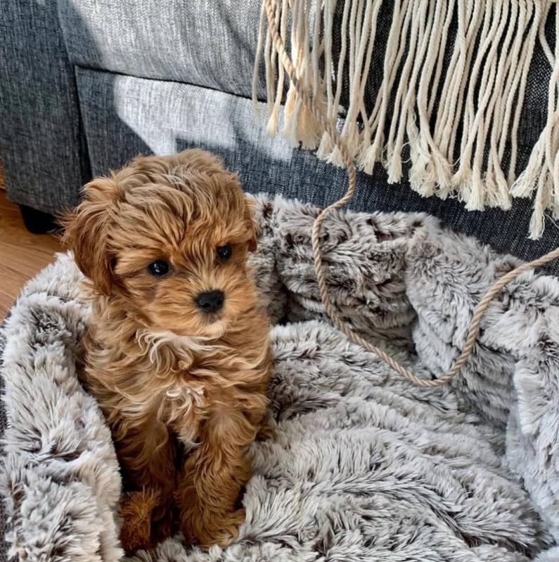 Amazing Maltese Puppies ready for their new home Image eClassifieds4u