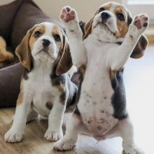 Beautiful Beagle Puppies ready for adoption Image eClassifieds4u 3