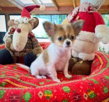 Adorable male and female Chihuahua puppies for adoption Image eClassifieds4u 1