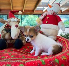 Cute loving and adorable male and female Chihuahua for adoption Image eClassifieds4u 3