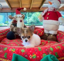 Adorable male and female Chihuahua puppies for adoption Image eClassifieds4u 4