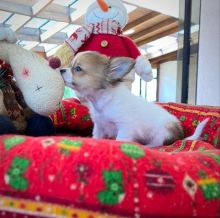 Stunning male and female Chihuahua puppies for adoption Image eClassifieds4u 3