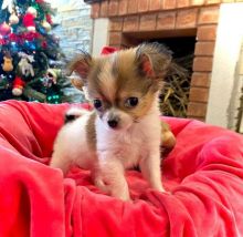 Cute loving and adorable male and female Chihuahua puppies for adoption Image eClassifieds4u 3