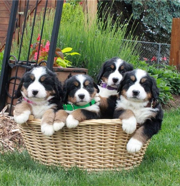 Bernese Mountain Dog Puppies. Image eClassifieds4u