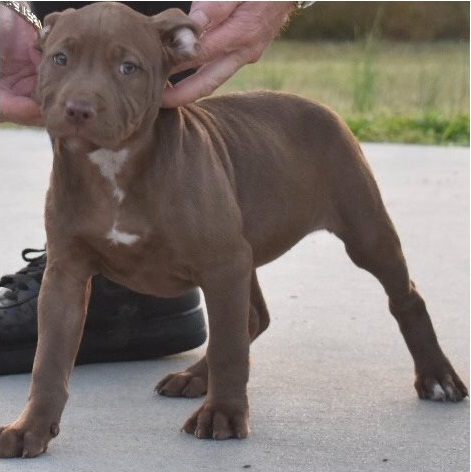 We have healthy pure breed American Pitbull Puppies Image eClassifieds4u