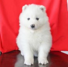 Cute Samoyed puppies are ready for re homing