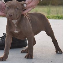We have healthy pure breed American Pitbull Puppies