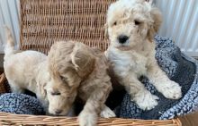 1st Generation Labradoodle Puppies