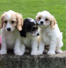 Adorable Cavachon puppies for adoption