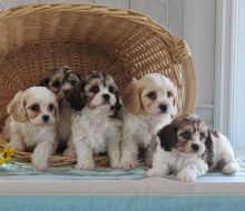 Adorable Cavachon puppies for adoption