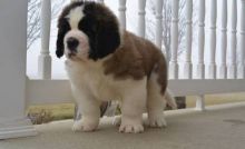 Adorable Saint Bernard Puppies