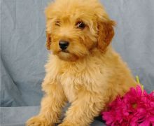 Amazing Goldendoodle puppies, male and female