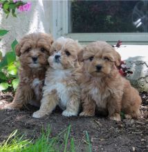 Amazing Havapoo puppies for sale
