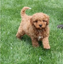 Amazing male and female Cavapoo puppies available