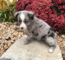 Australian Shepherd puppies text (587) 779-6996