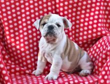 Beautiful english bulldog puppies. text (587) 779-6996