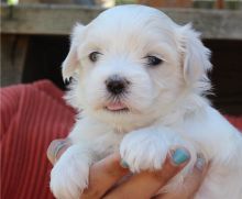 Beautiful Maltese puppies for adoption,