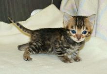 Bengal kittens available text (587) 779-6996