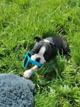 Blue Boston Terrier Puppies (Male and female )