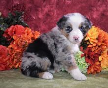 Charming Australian Shepherd puppies