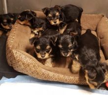 Charming Yorkshire Terrier puppies available