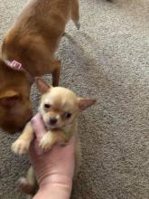 Chihuahua's puppies text (587) 779-6996