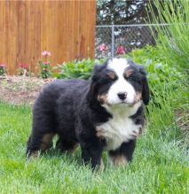 CUTE and lovely bernese-mountain-dog puppies
