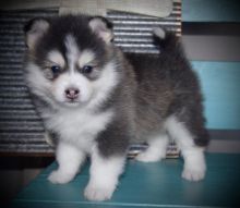 Cute Male and Female Pomsky puppies