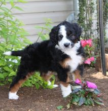 CUTE Male and Female sheepadoodle puppies