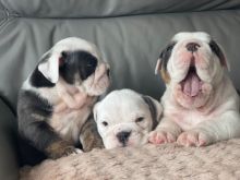 English Bulldog Puppies