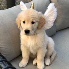 Golden Retriever Puppies For New Homes,