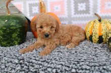 GoldenDoodle Puppies for sale! text (587) 779-6996