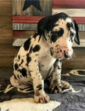 Healthy Great Dane Puppies For Sale