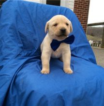 Labrador Puppies puppies text (587) 779-6996