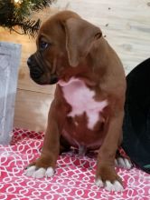 Lovely boxer puppy needs a home