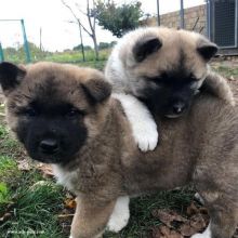 Male and Female Akita puppies,