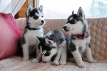 Male and female Siberian husky text (587) 779-6996