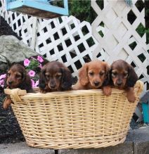 Miniature Dachshund puppies for sale