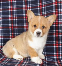 Pembroke Welsh Corgi Puppies text (587) 779-6996