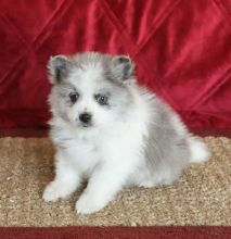 Pomeranian puppies text (587) 779-6996