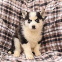 pomsky Puppies available for sale text (587) 779-6996