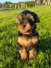 Potty Tranied Yorkie Puppies for New Homes