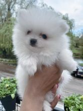Purebred Pomeranian Puppy for Adoption