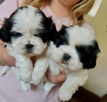 Quality Bred Family Rasied Shih Tzu For Sale