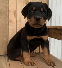 Rottweiler puppies from a litter of 12